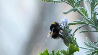 109_ bumblebee  