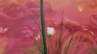 Espai ikebana a sant feliu del llobregat